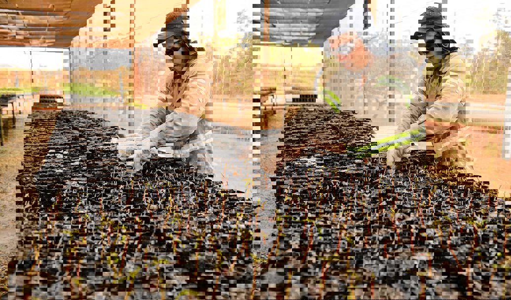 Reforestation  work in Paragominas