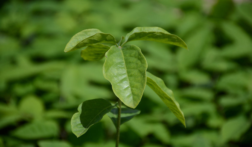 a close up of a leaf