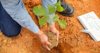 a person holding a plant